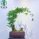 竹子湛江正宗小葉簕竹 茶室辦公室客廳綠植擺件小葉簕竹盆景生樁 簕竹練手小小樁10CM以內(nèi) 裸樁不帶盆不帶葉子
