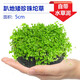 逸樂寵魚缸水草植物大坨草增氧陰性增氧淡水新手懶人水榕造景水培坨草 趴地矮珍珠小坨