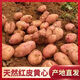 內(nèi)蒙古農(nóng)特產(chǎn)烏蘭察布2024年土豆馬鈴薯新鮮紅皮黃心土豆洋芋批發(fā) 紅皮黃心土豆凈重9斤