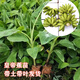 香蕉樹(shù)苗皇帝蕉耐寒帶土帶葉四季蘋(píng)果蕉矮化蕉室內盆栽陽(yáng)臺果樹(shù)苗 4顆紅香蕉4顆黃帝
