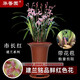 華香園綠植花卉 蘭花苗 濃香四季蘭 建蘭 【市長(cháng)紅】 辦公室內 盆栽盆景 市長(cháng)紅 3苗 帶花苞 裸根發(fā)貨