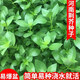 河南大葉荊芥種子菜籽陽(yáng)臺盆栽蔬菜種子農家四季播種荊菜春播春季 大葉荊芥種子【2包 約2千?！? title=