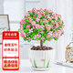 花行榜金枝玉葉多肉植物雅樂之舞老樁綠植花卉 含綻放陶瓷盆源頭直發(fā)
