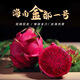 GANXIAN海南紅心火龍果【順豐速運(yùn)】金都一號新鮮火龍果 海南熱帶水果 8斤禮盒裝（凈重8斤）