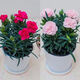 康乃馨盆栽花苗帶花苞室內陽(yáng)臺庭院花卉綠植鮮花好養四季開(kāi)花不斷 康乃馨紅色+粉色 不帶盆