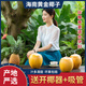 荔口?，F(xiàn)摘文昌去皮海南椰青孕婦羊水香水椰子雞黑殼老椰皇牛奶椰寶椰汁 海南黃金椰【2.6-4斤/個(gè)】 9枚