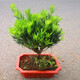 傾顏羅漢松樹(shù)苗小葉雀舌室內庭院別墅老樁盆栽地栽四季常青造型樹(shù)盆景 盆景苗原盆原土30厘米高左右