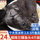 朵芙 碟魚頭新鮮格陵蘭進口深海大鰈魚頭偏口魚比目魚鴉片魚頭碟魚