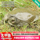 品鮮肴【活鮮】外湖生態(tài)野養(yǎng)大甲魚中華鱉團(tuán)魚老鱉當(dāng)天捕抓活體海鮮水產(chǎn) 6-7年老公鱉 1500g/只 活體
