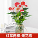 櫻霞水培植物粉掌盆栽水養(yǎng)紅掌鮮花綠植辦公室內(nèi)桌面好養(yǎng)活四季開花 紅掌兩棵-無(wú)花瓶