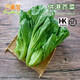 東升供港芥菜300g 水通芥菜 上湯炒菜廣州蔬菜新鮮配送