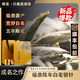 唯茶陳年白毫銀針正宗福鼎明前頭采白茶特級生曬白豪茶小罐禮盒裝送禮 春和景明禮盒裝（12小罐）