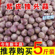 云南大果獨(dú)頭蒜大蒜頭新大蒜頭出口級(jí)精品獨(dú)蒜頭大果 大果(果徑3.0cm左右) 500g