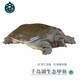 千島湖生態(tài)甲魚足年足齡生長中華鱉活體 大老鱉活體王八清水鱉 鮮活 5齡900g鮮活公鱉 生態(tài)甲魚-鮮活到家