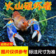 噢水噢鰲蝦觀賞蝦魚(yú)缸淡水寵物大型水族活體蝦龍紋天空藍(lán)魔紅白藍(lán)小鰲蝦 火山破壞者5-6厘米1對(duì)