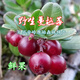 顏曼箐大興安嶺野生蔓越莓天然新鮮冷凍鮮果紅豆雅格達水果真空袋裝 1000g