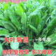 冷落草牧草種子四季多年生黑麥草籽雞鴨菊苣墨西哥玉米草種子豬牛羊高產(chǎn) 【進(jìn)口大葉菊苣凈籽】/斤