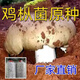 新款超穩(wěn)產(chǎn)雞樅菌種包野生三塔菌原種批發(fā)陽(yáng)臺(tái)盆栽家庭可食用 新款雞樅菌包 新款1220克【超穩(wěn)產(chǎn)量+技術(shù)扶持