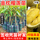 芥圃榴蓮苗 嫁接金枕榴蓮苗南方種植 官方旗艦 黑刺貓山王榴蓮果樹(shù)苗 嫁接金枕榴蓮苗 【帶土帶葉】 1年苗 高度：30-50公分高