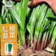 IDEAL理想農(nóng)業(yè) 紅根韭菜種子寬葉紫根老品種四季耐寒陽臺盆栽韭菜種籽