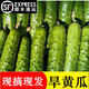 辰實(shí)東北旱黃瓜【發(fā)順豐】新鮮蔬菜生吃小青水果 笨黃瓜 5斤