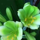 旭力君子蘭種子  新貨圓頭和尚君子蘭種子陽(yáng)臺室內花卉花臉雀蘭盆栽 綠花 種子5粒