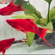 墨之瑤紅箭魚(yú)冷水觀賞魚(yú)小型熱帶雙尾紅劍魚(yú)紅米奇胎生活好養(yǎng)耐活 4-6cm紅箭2公8母（未出箭）共10
