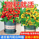 涵宜盆栽小番茄種子四季種陽臺(tái)室內(nèi)盆栽矮生櫻桃番茄種子蔬菜水果種子 盆栽黃番茄種子【新種】 1包約100粒+贈(zèng)