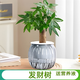 綠有意綠蘿籮發(fā)財(cái)樹綠植盆栽花卉室內(nèi)吸除甲醛桌面水培懶人植物四季好養(yǎng) 【灰色南瓜】發(fā)財(cái)樹