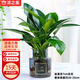 沭之美金鉆水培植物水培家居桌面綠植盆栽  金鉆+霧灰玻璃瓶 源頭直發(fā)