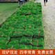 鑫意草皮真草坪帶泥土別墅花園綠化四季青果嶺草黑麥草馬尼拉草皮帶土 【別墅地毯草】四季常綠1平方
