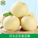 布妞萌河北皇冠梨當(dāng)季現(xiàn)摘趙縣特產(chǎn)薄皮香甜黃皮梨子新鮮水果應(yīng)季整箱 9斤精選裝大果