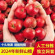 黑石汪山東沂蒙山山楂新鮮山楂果冰糖葫蘆原料應季鮮山楂水果+去核器 山楂5斤精選特大果+去核器+竹簽