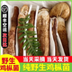 土地母親計劃 云南火把雞樅菌新鮮荔枝菌野生鮮菌菇未開傘獨白雞樅菌云南特產(chǎn) 大白獨雞樅菌 500g 野生未開傘