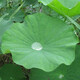 御農(nóng)優(yōu)品（YUNONG YOUPIN）2025荷葉新鮮整張現(xiàn)摘鮮荷葉尖干荷葉包飯包糯米雞包排骨泡茶食用 新鮮荷葉10片裝