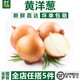 千牛優(yōu)福黃洋蔥500g 白洋蔥圓蔥頭蔬菜新鮮農家自種