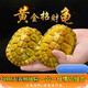 芊姹烏龜活物巴西龜情侶黃金龜寵物觀賞適合家養(yǎng)的金錢活體小烏龜 6-7CM【強(qiáng)壯大苗】 情侶一對(duì)（1公1母）