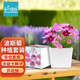 IAM City Farmer波斯菊DIY趣味種植盆栽好種易活種植幼兒園兒童盆栽開花不斷10088