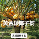 矮種椰子樹苗黃金椰子苗綠椰子苗南北方可種植耐寒庭院盆地栽 香椰50高1棵