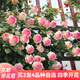 蘇藝緣爬藤月季花苗薔薇花苗藤本月季四季開(kāi)花藤曼玫瑰濃香爬藤植物花卉 粉色龍沙寶石 1.6-1.8米高分壯開(kāi)花多爬藤快