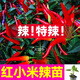 大菜鄉(xiāng)特辣紅小米辣椒苗秧帶土球朝天椒白玉小米辣野山椒種子四季蔬菜苗 紅小米辣苗12棵+1包肥