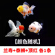 金魚（Jinyu）【精品高質(zhì)】蘭壽金魚淡水錦鯉觀賞魚國粹耐活好養(yǎng) 蘭壽+泰獅+頂紅 各1條4-5CM