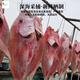 桃楓小離 紅魚干干貨深海海魚干整條現(xiàn)曬無添加湛江海南儋州北海特產(chǎn)海鮮 約5斤/條（順豐）