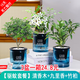 綠有意綠植盆栽多肉花卉盆栽植物室內(nèi)桌面水培綠植辦公室客廳植物懶人 驅(qū)蚊3盆】清香木+九里香+竹柏