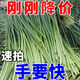 蒜苔嫩蒜苔新鮮批發(fā)斤新蒜苔嫩蒜毫鮮蒜薹 產(chǎn)地直發(fā) 1g 精選新蒜薹【5斤】產(chǎn)地直發(fā)