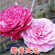 盆栽茶花苗 山茶花苗綠植花卉盆栽四季好養茶花樹(shù)苗盆栽耐寒花卉觀(guān)花植物室內花卉綠植開(kāi)花不斷 不含盆 鴛鴦鳳冠  3年苗