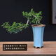 瀚林怡景（HANLINYIJING）清香木盆景植物樹樁造型老樁室內(nèi)綠植茶室辦公室桌面盆栽 懸崖青香木-冰裂盆
