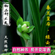 蘭花苗 春蘭綠云 皇后盆栽陽(yáng)臺窗臺客廳 綠云6苗 不含盆