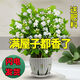 重瓣茉莉花盆栽濃香型南方四季開花帶盆驅(qū)蚊綠植花卉室內(nèi)陽(yáng)臺(tái)庭院 茉莉4~5棵帶花苞發(fā)貨【送郁金香高檔陶瓷盆】