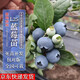 四萬(wàn)公里 40000KM 藍莓樹(shù)苗 L25果樹(shù)樹(shù)苗南北方庭院陽(yáng)臺種植盆栽地栽源頭直發(fā)包郵